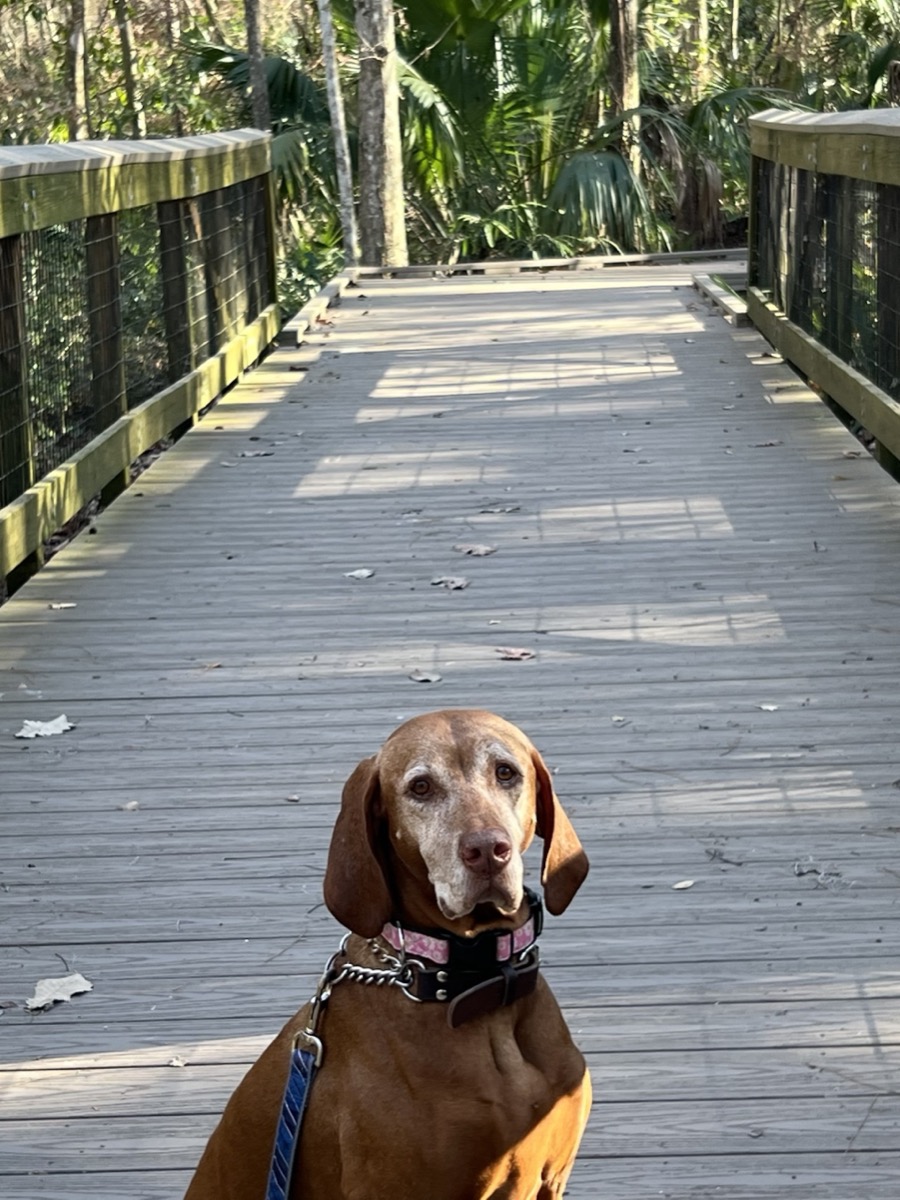 Zoey: Zoey's afternoon walks in the nature preserve