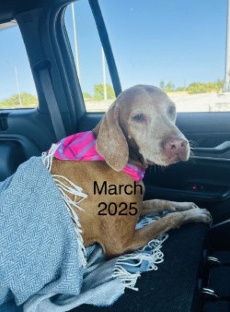 ZsuZsa: Zsuzsa celebrated her one-year Gotcha Day!!!