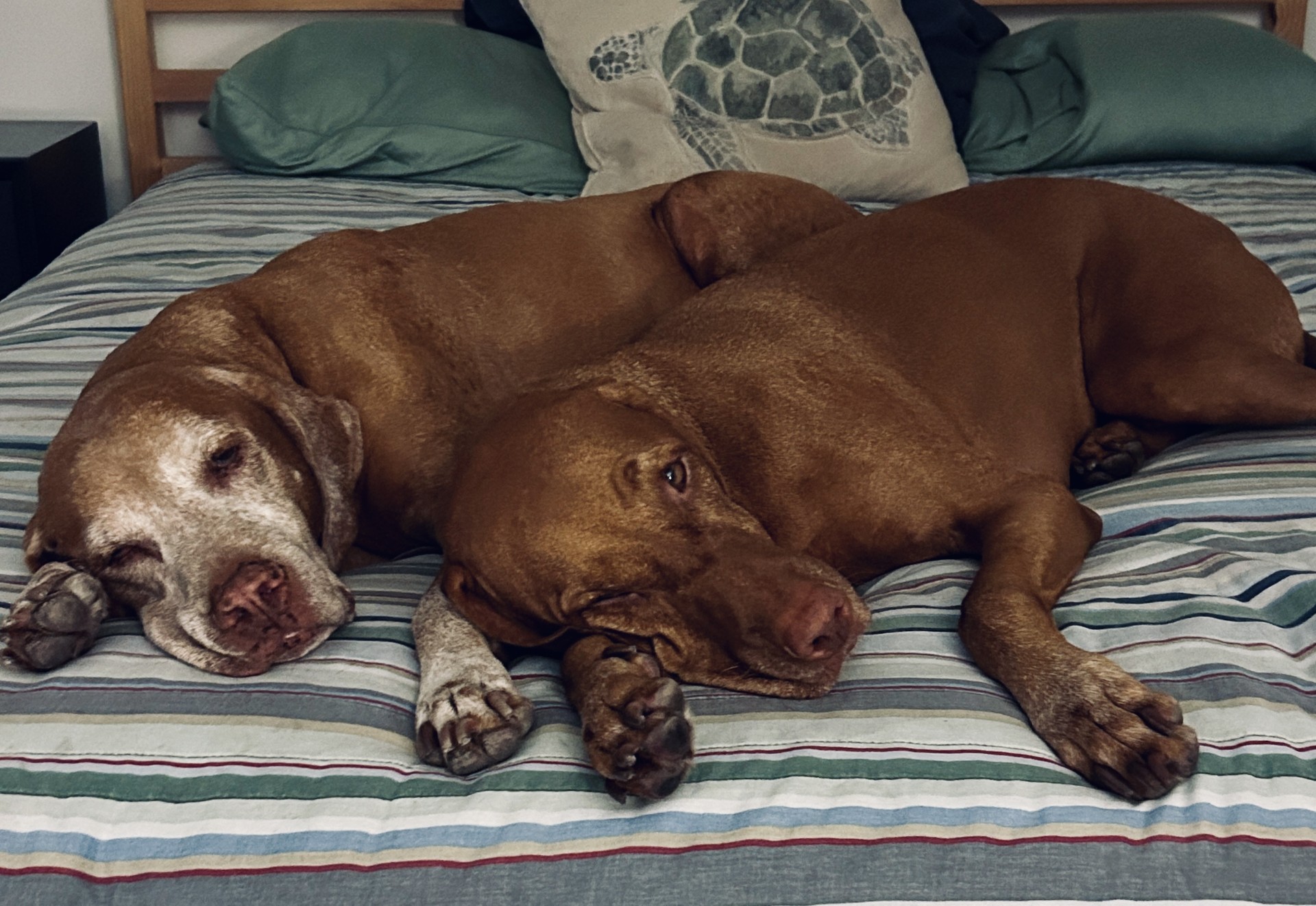 ZsuZsa & Holly: ZsuZsa & Holly — mother and daughter, together