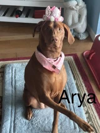 Congratulations to Arya, Captain Morgan, Etta James, Kenzie, Luna, Morgen, Olive and Talisker!  — photo 1