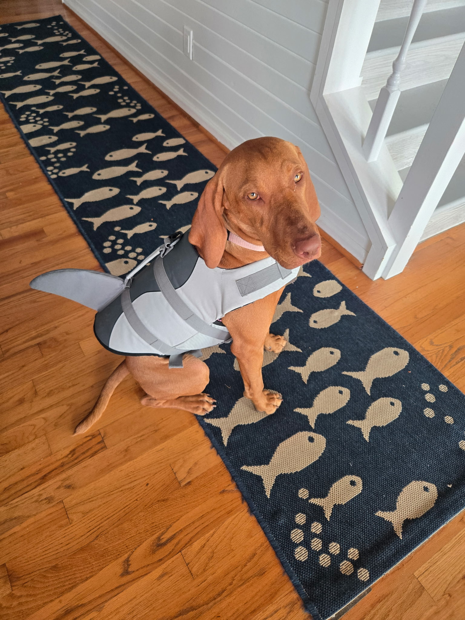 Nyla: Nala (Nyla) going out to the dock with her jacket!!