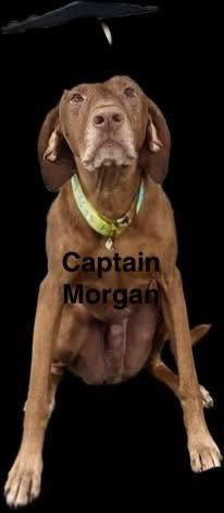 Congratulations to Arya, Captain Morgan, Etta James, Kenzie, Luna, Morgen, Olive and Talisker!  — photo 2