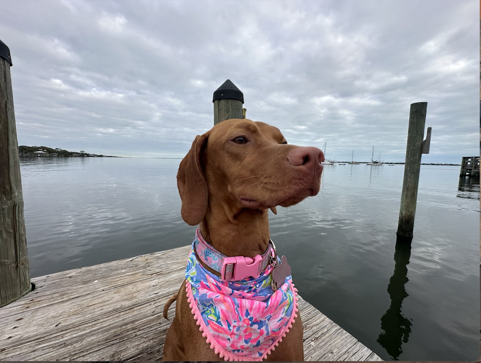 Daisy