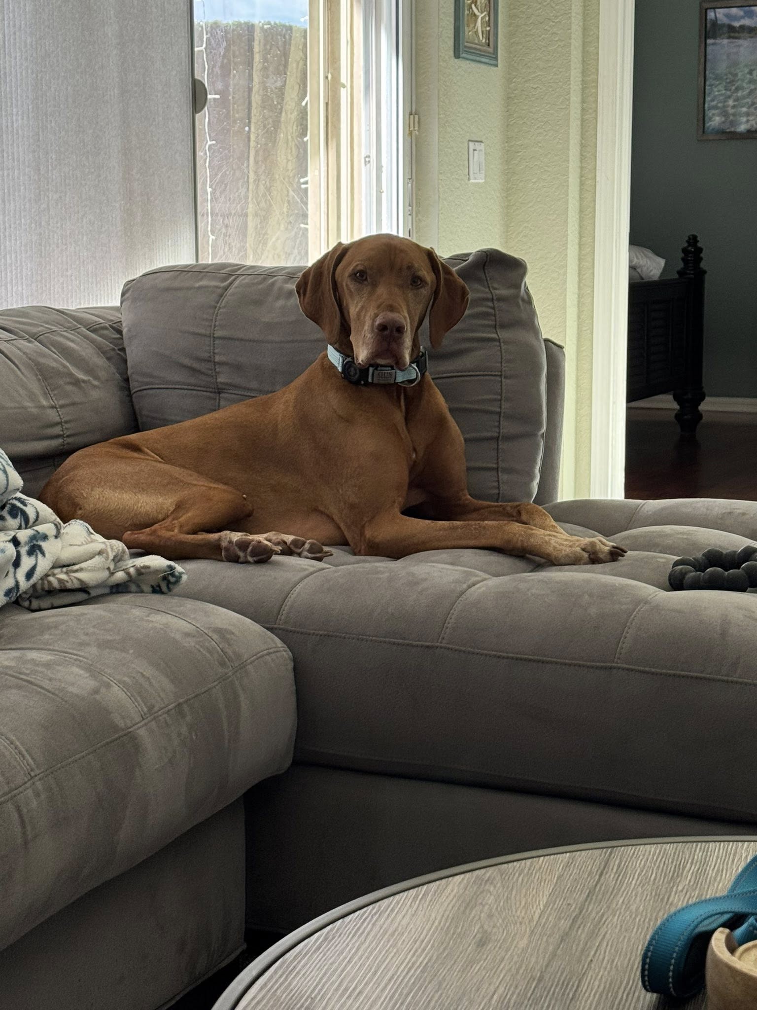 Gus