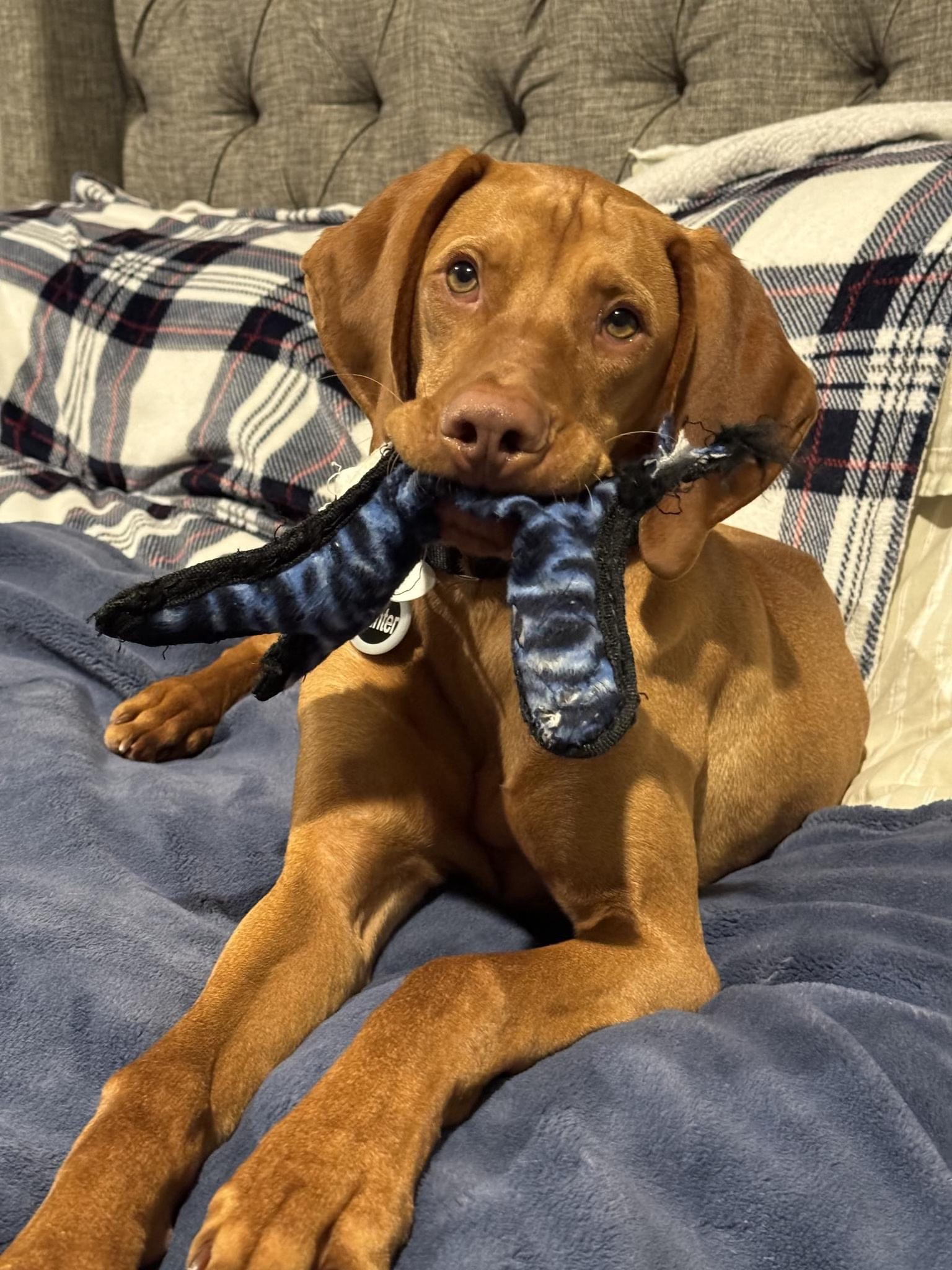 Hunter