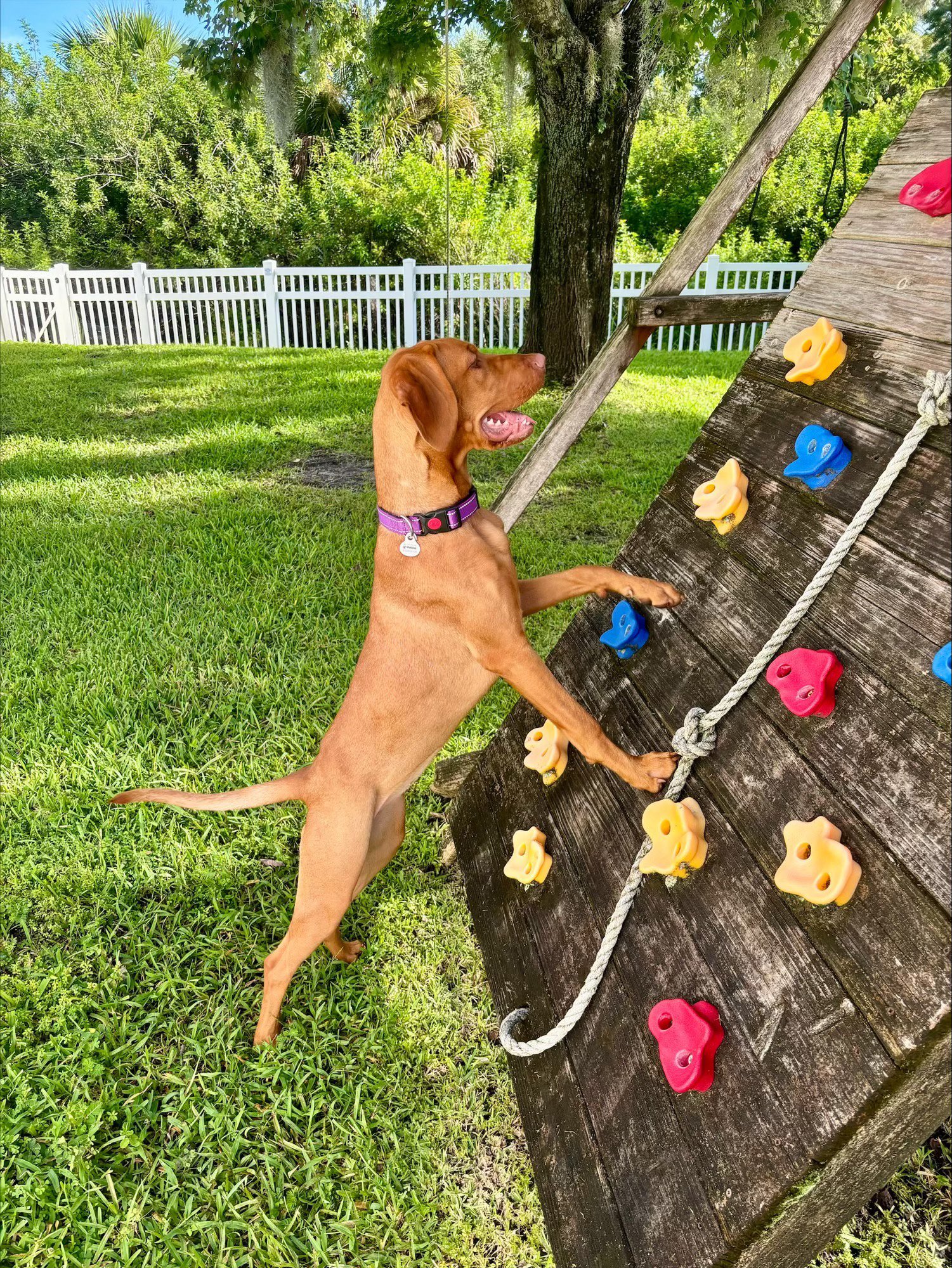 Rosie