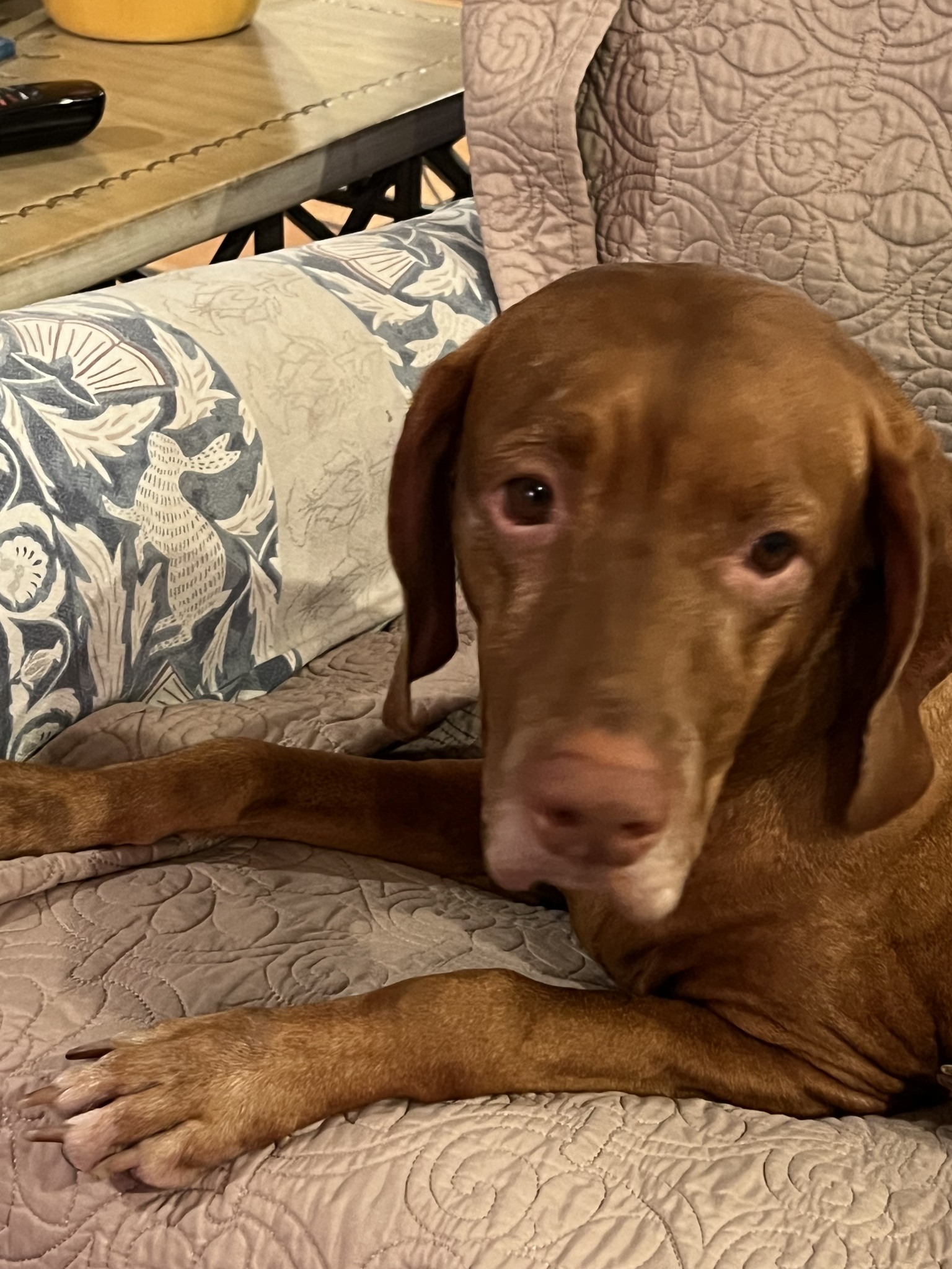 Stella
