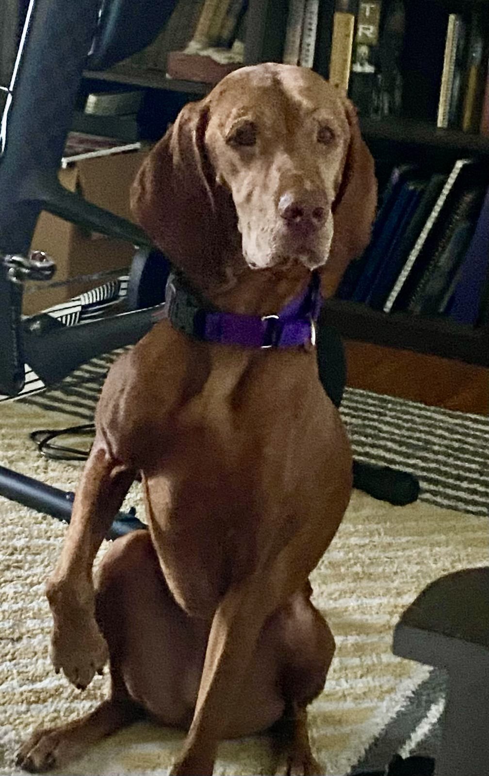 Zoey