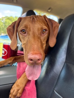 Atti: Today is the two year GOTCHA DAY FOR ATTI!!!! What a wonderful gift from the club!!!! HE IS MY HEART💝