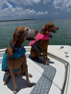 Apollo and Luna: Apollo and Luna 4th of July weekend!