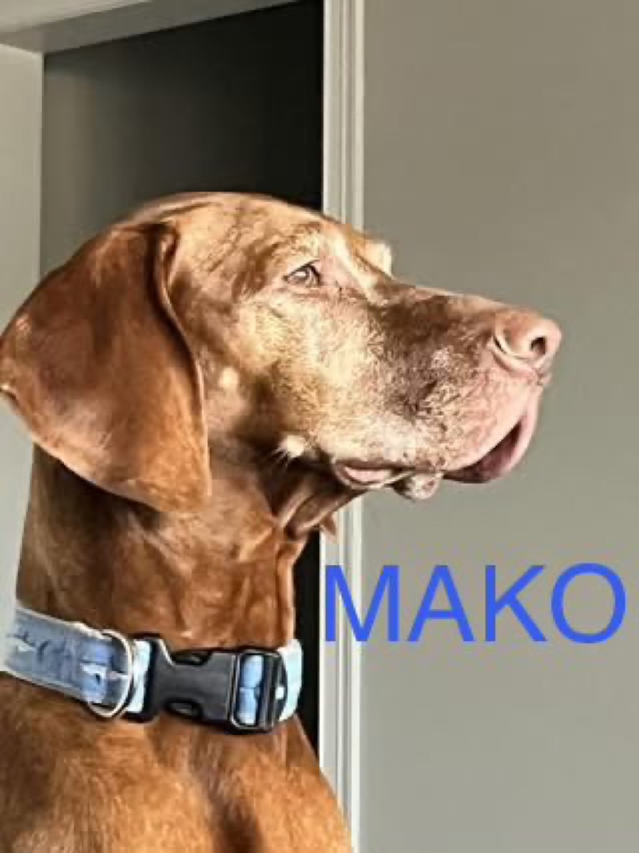 Four of our pups named Dog of the Month!