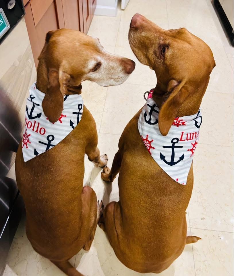 Apollo and Luna, two Vizslas sitting side by side in matching nautical anchor bandanas embroidered with their names