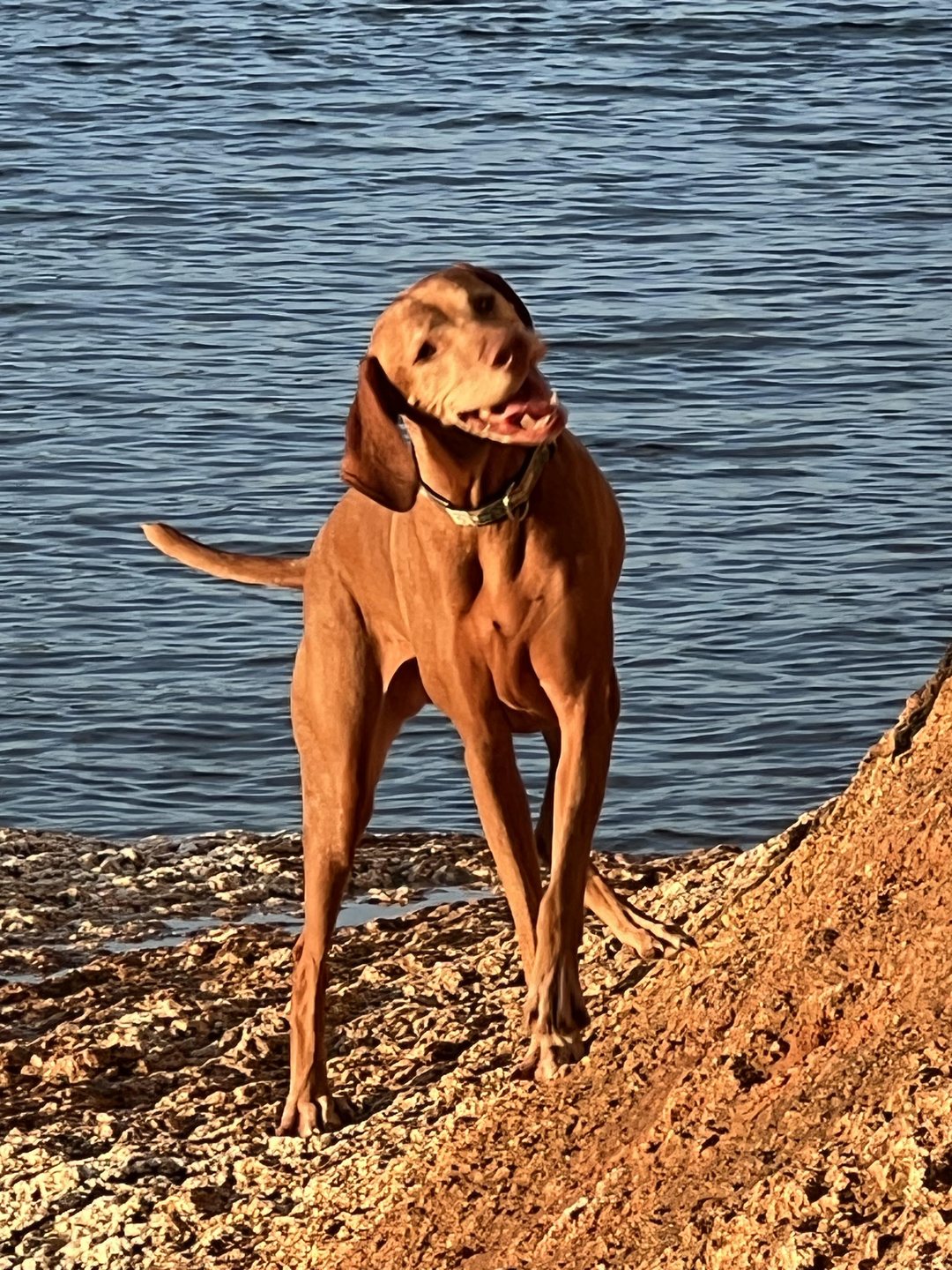 Zoey, a Vizsla, standing on a rocky shoreline by the water in warm golden-hour light