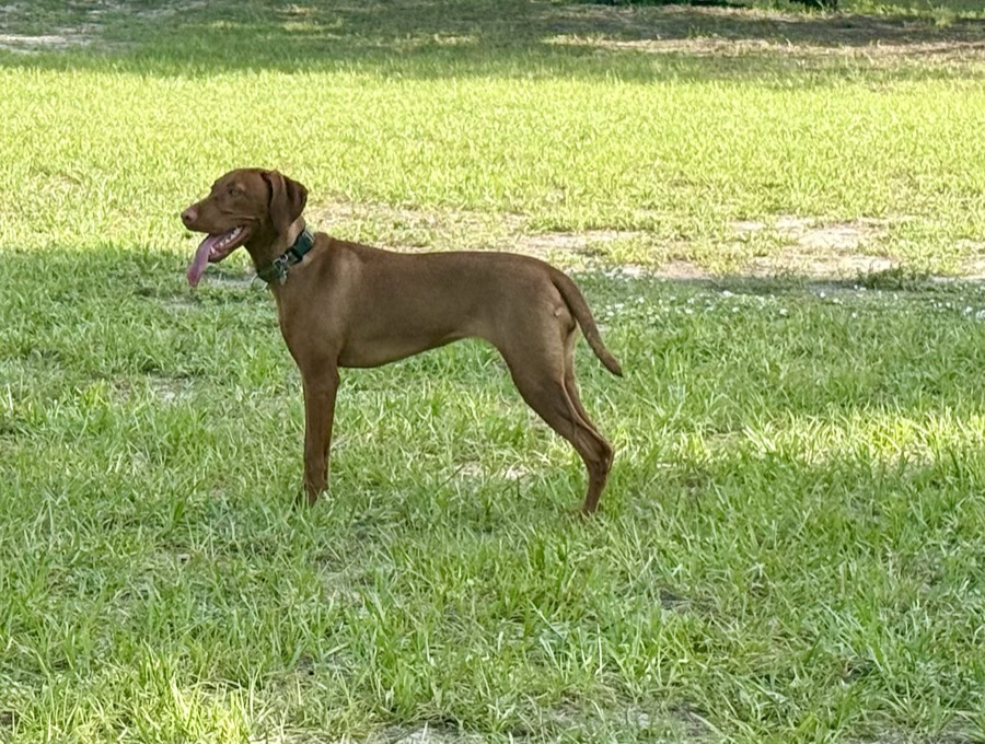 Example: full-body side profile of a standing Vizsla